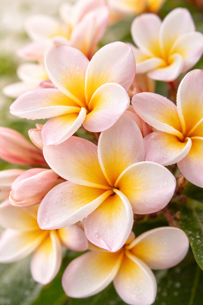 Apothecary Diffuser | Summery + Floral - Frangipani
